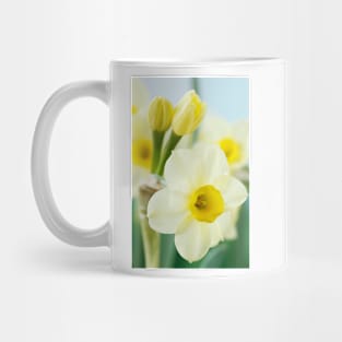 Narcissus  'Pacific Coast'  AGM    Division 8 Tazetta Daffodil Mug